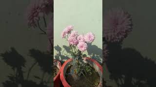 Purple Chrysanthemum Flowers Plants Purple Guldaudi Winter Flowers