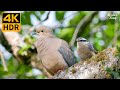 Cat TV for Cats to Watch 😺❤️ Beautiful Birds and Squirrels in Nature 🐦 8 Hours(4K HDR)