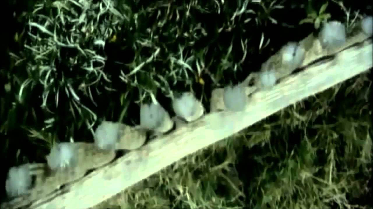 Myriam Montemayor - Como seria (Videoclip Homenaje a Soraya)