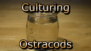 How to culture Ostracods