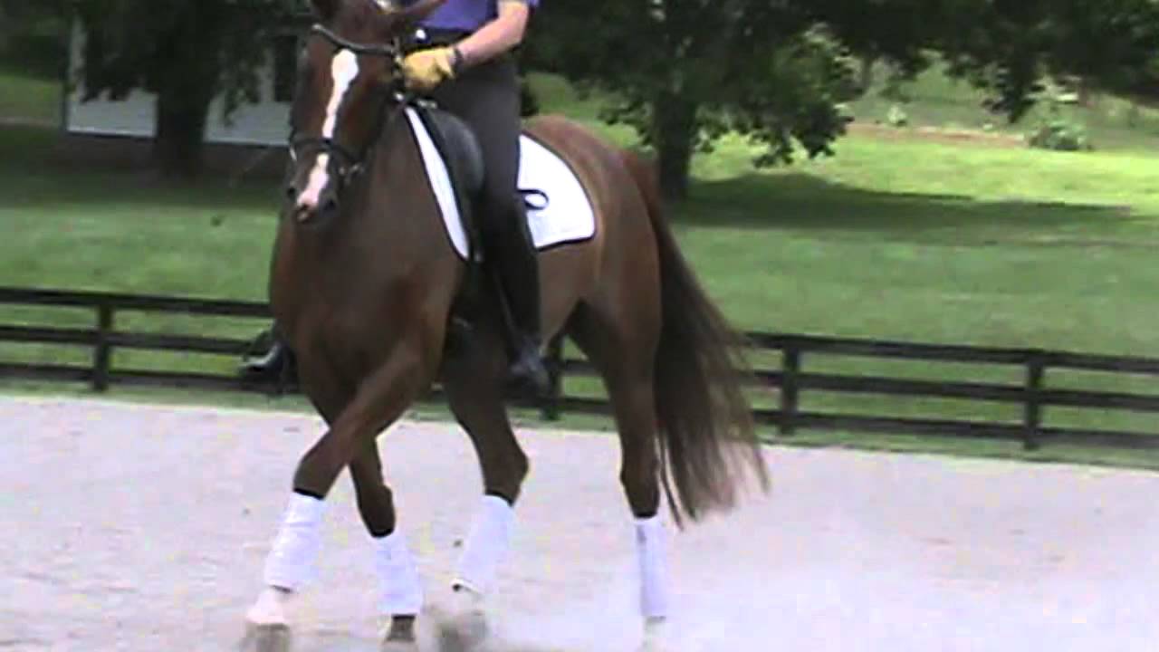 Sold: Regence 2009 Hanoverian mare by Royal Blend x Rienzi