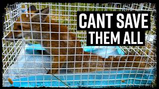 Paralysed Fox - Dog Attack