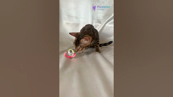 Video 10287261: spotted tabby bengal kitten, tabby bengal male kitten, brown spotted tabby bengal, tabby kitten playing