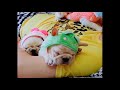 2017 Funny Cats and Dogs Compilation 17 Cute is Not Enough