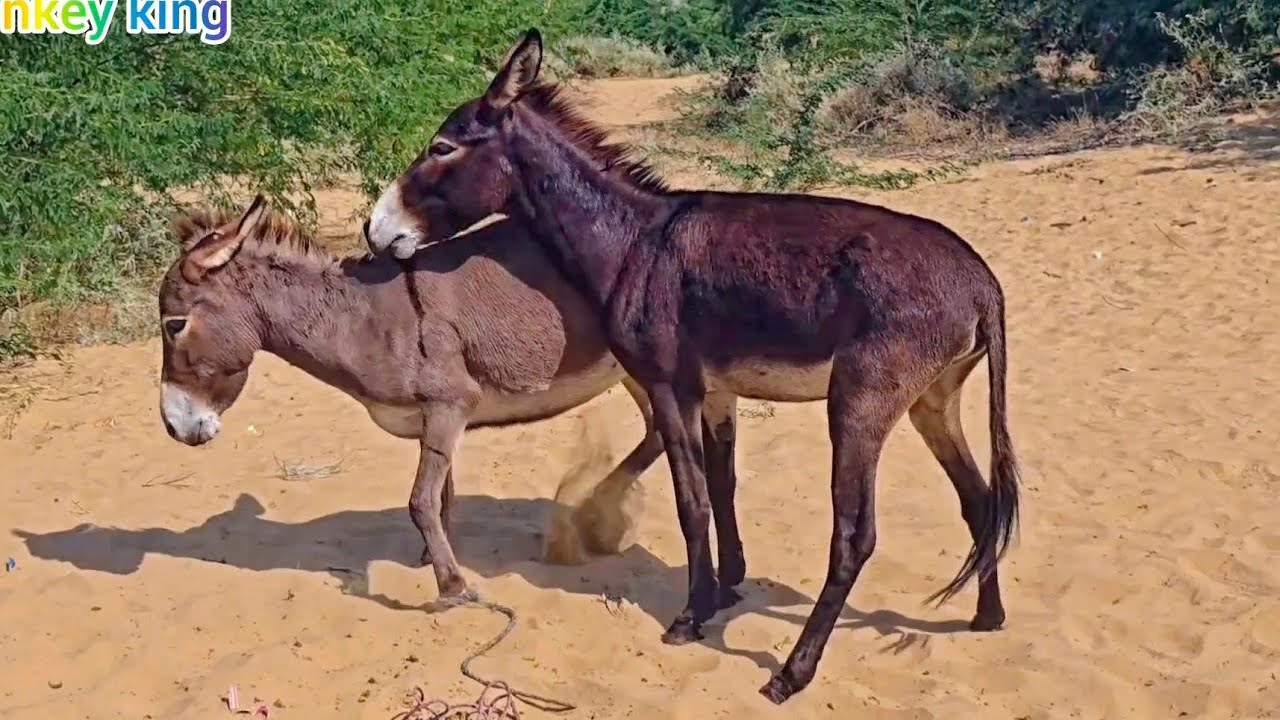 The Black Donkey in Jungle|