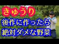 【きゅうり】ずっと使える知識。きゅうりの後作に絶対作ってはいけない野菜があるんです。参考にして下さい。