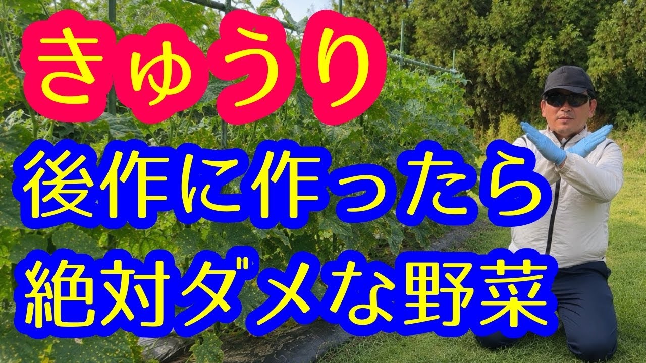 【きゅうり】ずっと使える知識。きゅうりの後作に絶対作ってはいけない野菜があるんです。参考にして下さい。