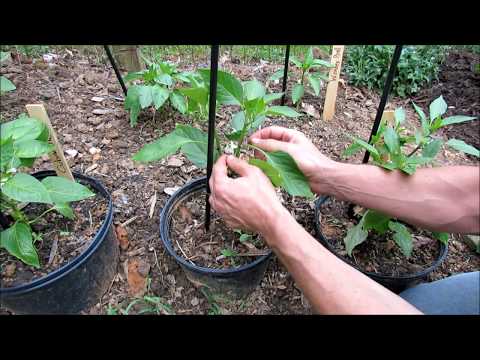 Video: Top Dressing Of Peppers In The Open Field: How To Feed After Planting With Folk Remedies And Ready-made Fertilizers? Foliar Dressing Of Hot And Sweet Peppers