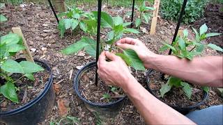 Pruning, Staking, Mulching \u0026 Fertilizing Young Peppers: Get Them Ready to Produce!