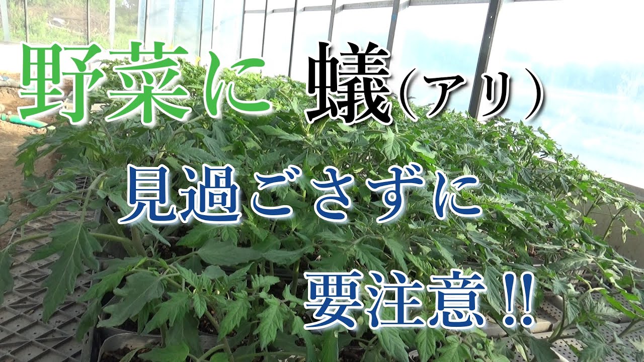 野菜に「蟻（あり）」がいたら、要注意！ - YouTube