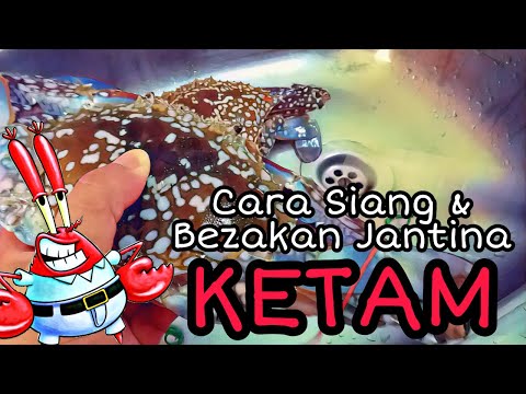 Cara Siang Ketam & Tip Nak Bezakan Ketam Jantan Atau Ketam Betina