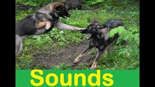 Dog Fight Sound Effects All Sounds