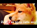 Йокка из рода Cиба Ину  ( Yokka from the Shiba Inu clan)