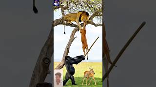 Lion vs Gorilla 😱 Shocking Rescue of Deer | Wait For End 🔥#animals #nature #lion #shorts #chikara