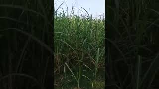 Sugarcane farming | गन्ने की खेती  #viral #youtubeshorts #shortvideo #youtube #india