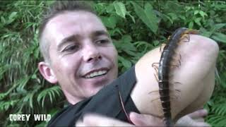 Giant Centipede Thailand #centipede #scolopendra #creepy #insects #wild #bug