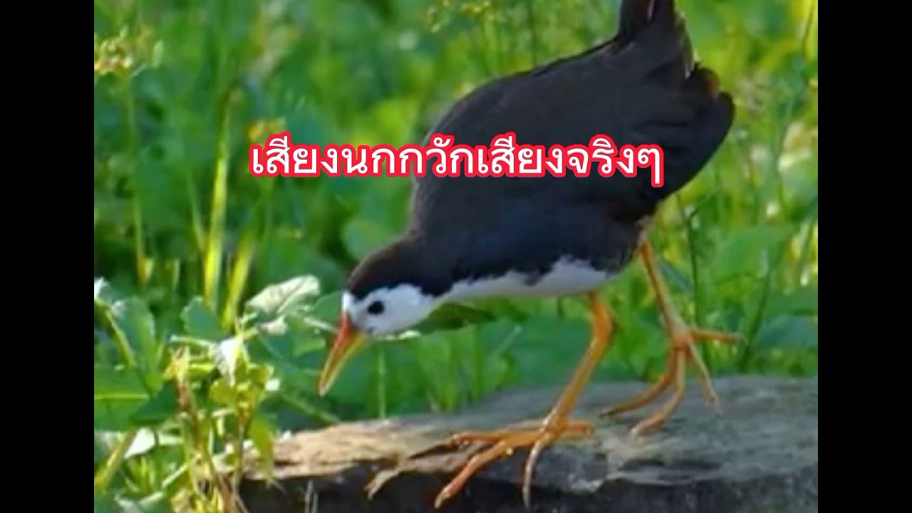 เสียงนกกวักเสียงจริงนกต่อ3เมษายน2023