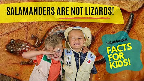 Salamanders Are NOT Lizards! (Salamander Facts for Kids)