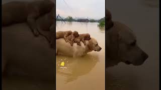 Hãy giúp chú chó đăng ký kênh #funny #dog #viral #pets