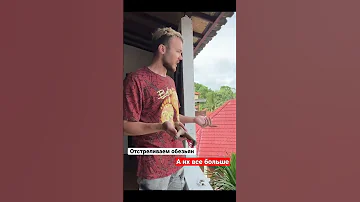 Обезьяны атакуют, мы отстреливаемся / Бали