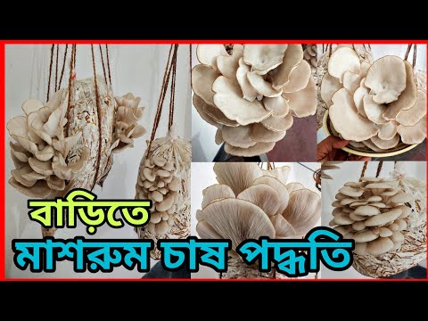 ভিডিও: কীভাবে স্পোর ছাড়া বাড়িতে মাশরুম বাড়ানো যায়?