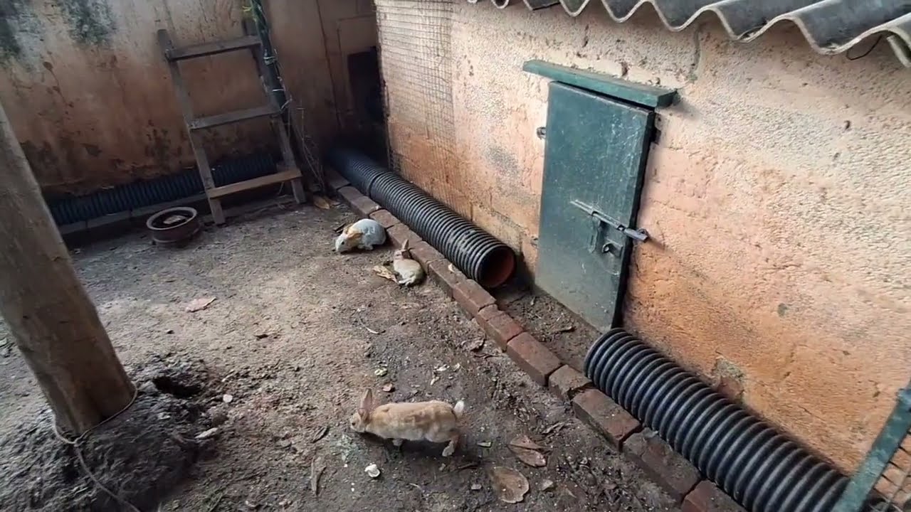 Hi friends 🧡Today’s update — Rabbits have arrived!Come and watch the video. #SRAQUARIUMSHOP