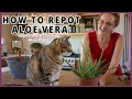 How to repot aloe vera  dividing an aloe vera plant  joyusgarden