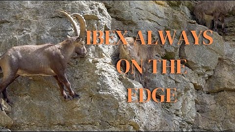 Ibex: Always Living on The Edge