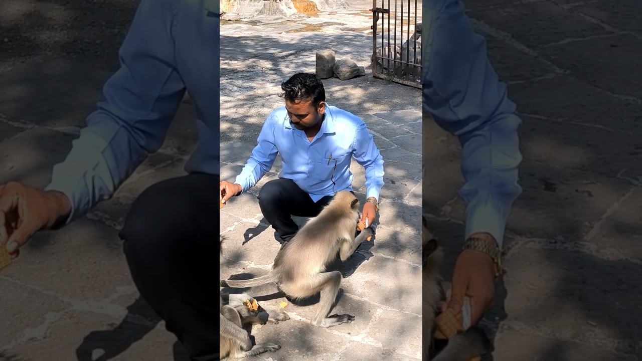 While feeding biscuits to monkeys 