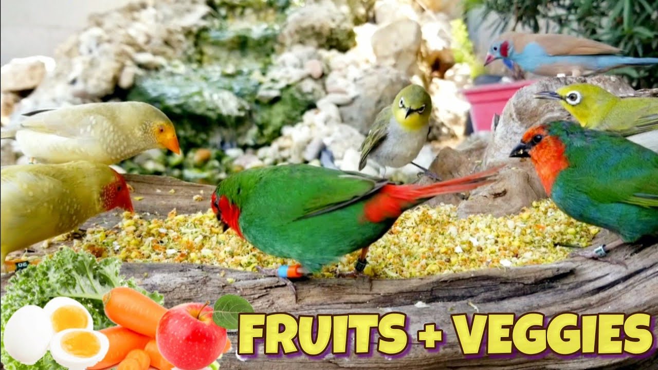 Simple Egg Food Recipe For the Birds aviary birds burung चिड़िया