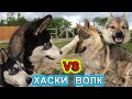 ХАСКИ VS ВОЛК. Заблудившаяся хаска пришла к нам в гости!