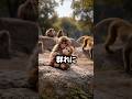 動物園で猿より目立った男の末路　 #おもしろ #ジョーク #スカっと