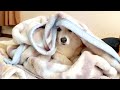 遊んでるつもりが痛いと言われて焦るコーギー
