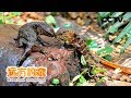 《远方的家》广西大桂山鳄蜥国家级自然保护区 鳄蜥的家园 20190116 | CCTV中文国际