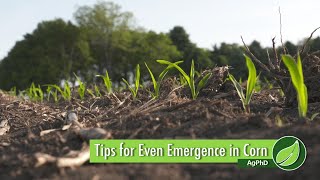 Tips for Even Emergence in Corn #1038 (Air Date 2-25-18)