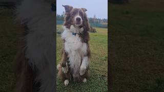 #dog #dogtraining #бордерколли #суперсобака #bordercollie #кинолог #дрессировка #дрессировкасобаки