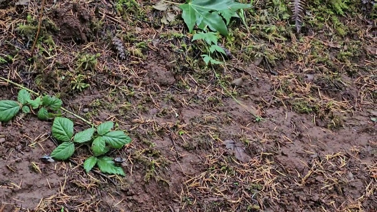 Pleocoma dubitabilis