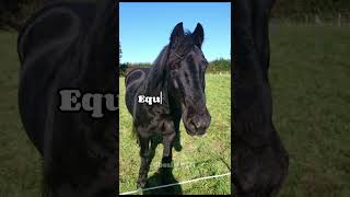 Scusate X Lassenza Ho Troppo Da Studiare