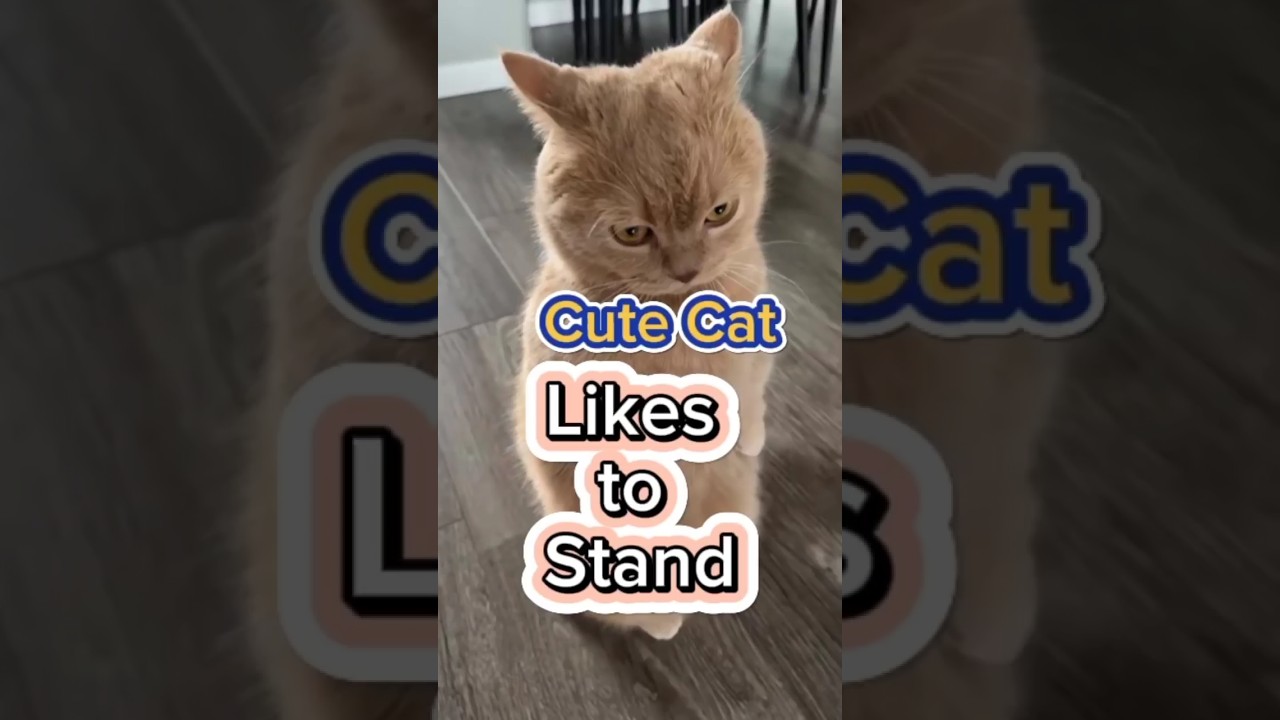 Забавное поведение кошек, которые любят стоять! Смешные коты 