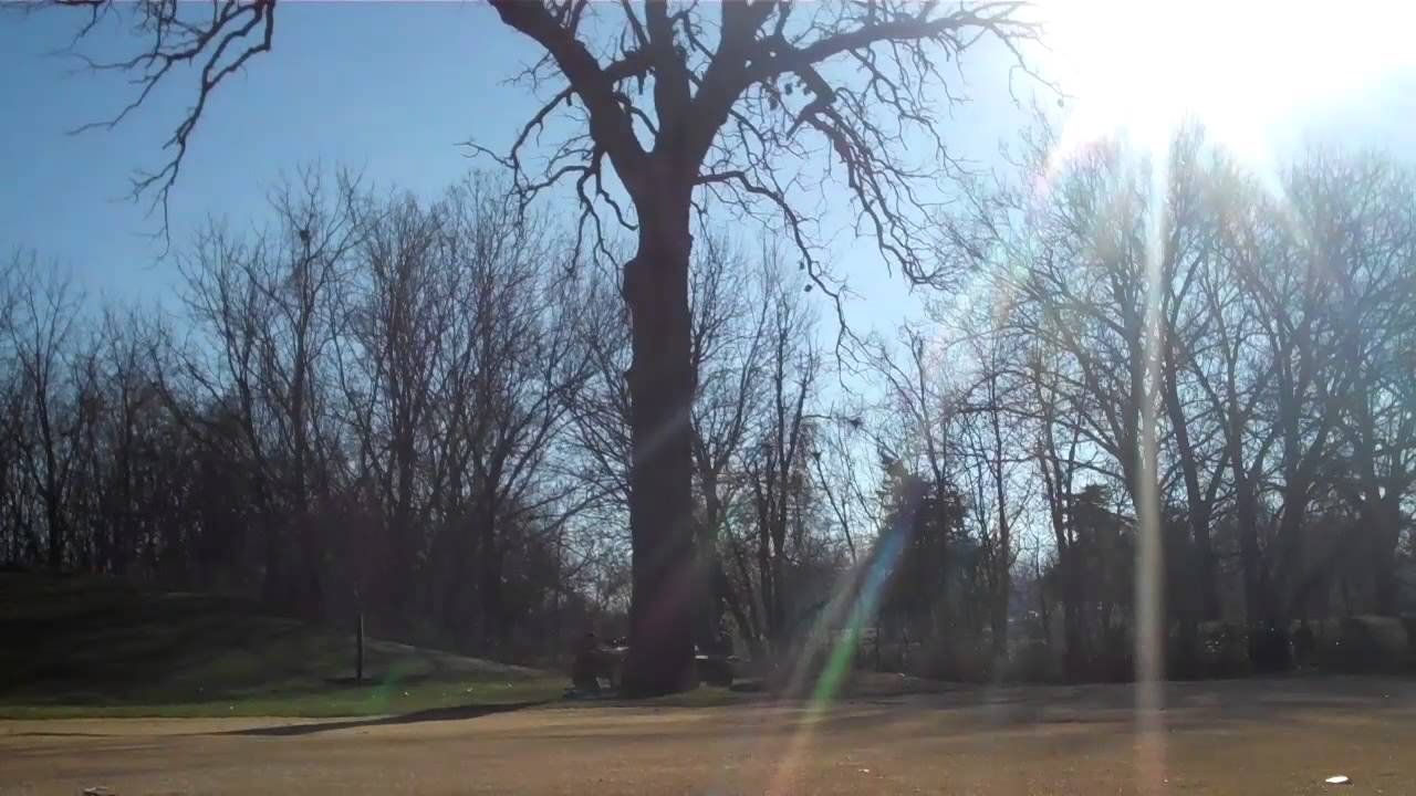 200 year old tree explodes on impact, tree fall YouTube