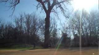 200 year old tree explodes on impact, tree fall