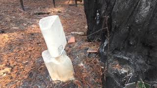 FIRE and the REDWOODS