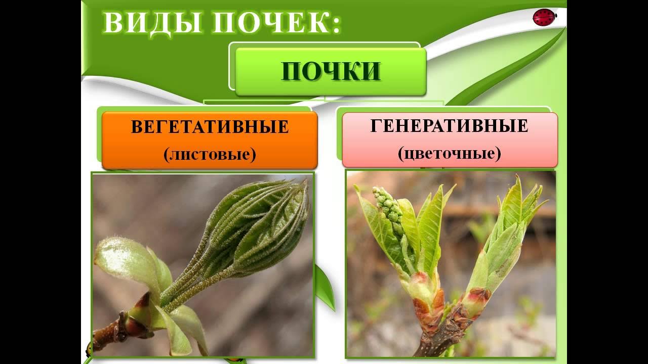 Генеративные побеги примеры растений Генеративные органы побега