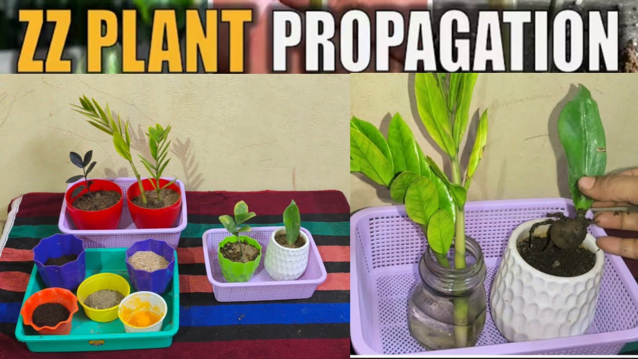 How to Grow ZZ Plant with 3 methods At Home with Repotting and Complete Care Tips