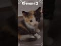 Kitten edit🤎🐱
