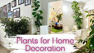 7 Unique &amp; Stylish Indoor Plants for Home decoration घर के अंदर रखे जाने वाले खूबसूरत पौधे