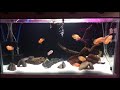 4 ft aquarium simple setup | Baskar