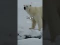 🐻❄️✨️Polar Bear Power: Nature's True Powerhouse!💖 #animals #polarbear #naturelovers #animallover
