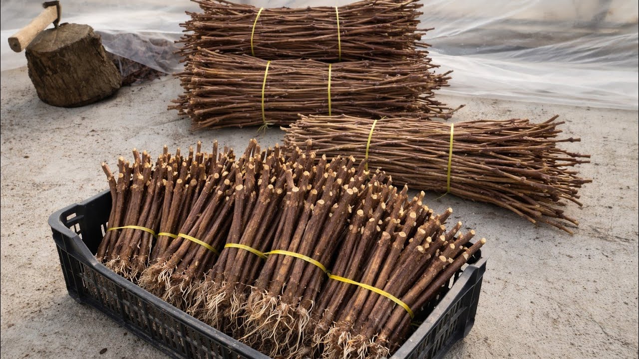 УЗУМ Каламча Екиш,Пайвантга Саклаш Хакида