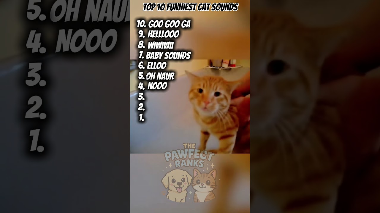 Top 10 Funniest Cat Sounds 🐱🤣
